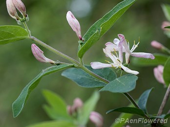 Flowers and leaves